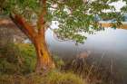 Washington State-Holly Madrone tree next to Hood Canal Art Print